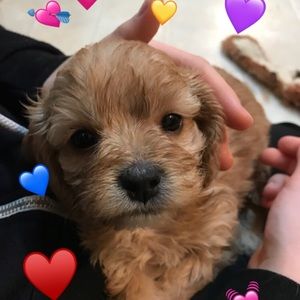 Meet your Posher, Avery